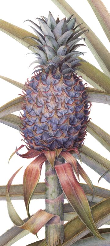 Ananas comosus - Cayenne Pineapple 